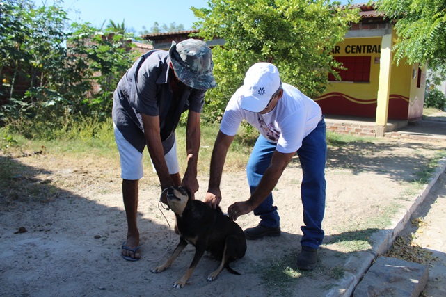 Secretaria de Saúde inicia campanha de vacinação contra a raiva em cães e gatos