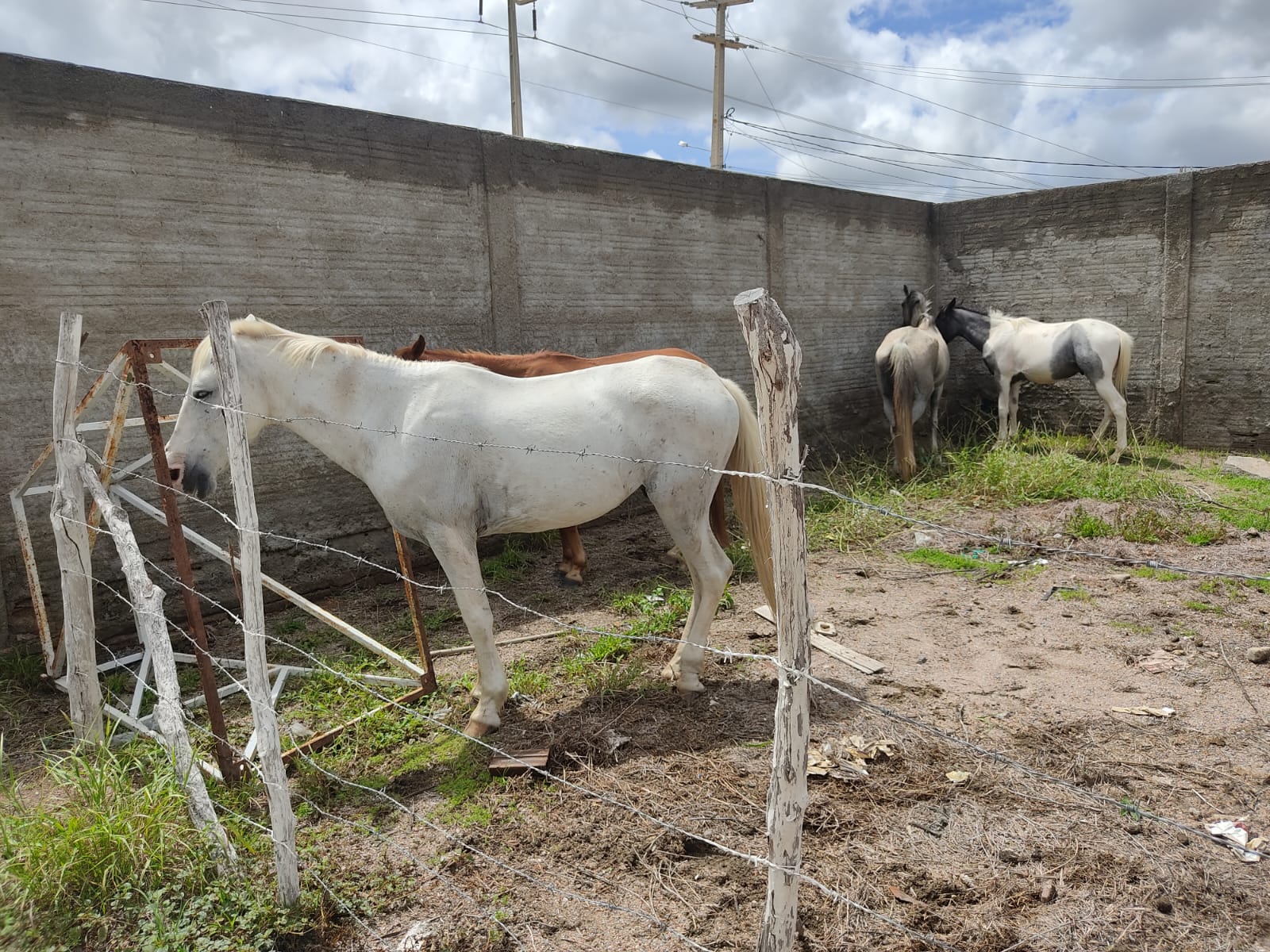 Prefeitura recolhe animais de grandes portes soltos nas ruas de Caraúbas