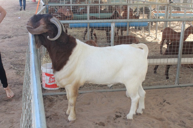 5ª Exposte Caraúbas tem número recorde de animais